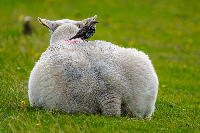 Schaf auf Nordstrand